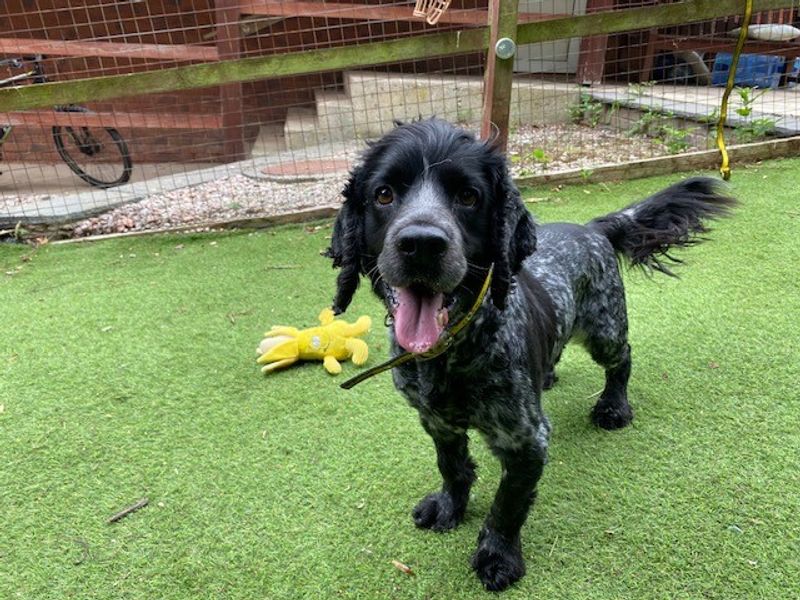 Cocker Spaniel for adoption in Liverpool, Merseyside – 8 years old - Image 2 of 3