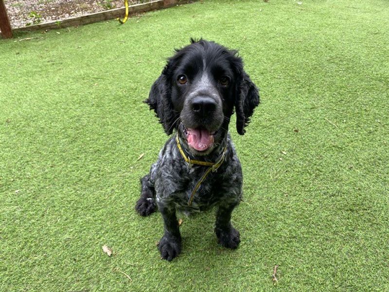 Rubble | Spaniel (Cocker) | Merseyside (Liverpool) - 1