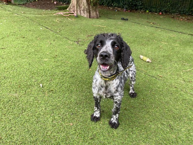 Cocker Spaniel for adoption in Liverpool, Merseyside – 5 years old - Image 2 of 3