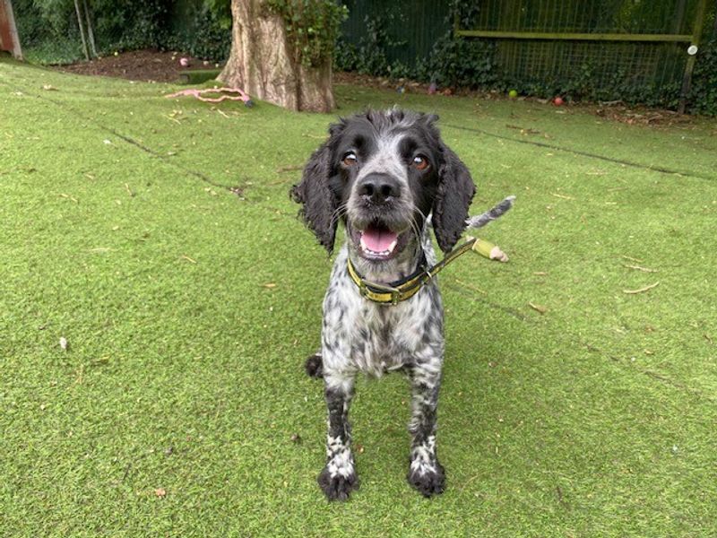 Cocker Spaniel for adoption in Liverpool, Merseyside – 5 years old