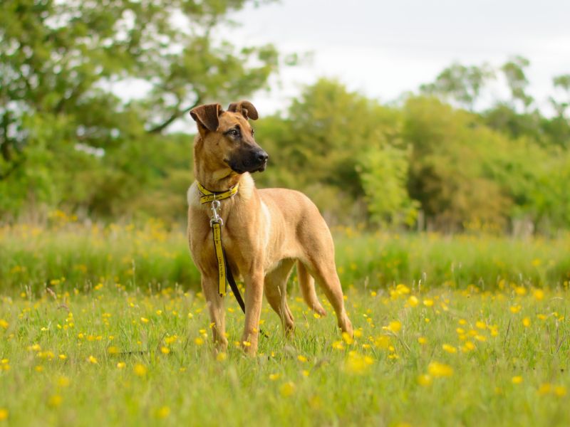 Bambi for sale in Kenilworth, Warks - Image 2