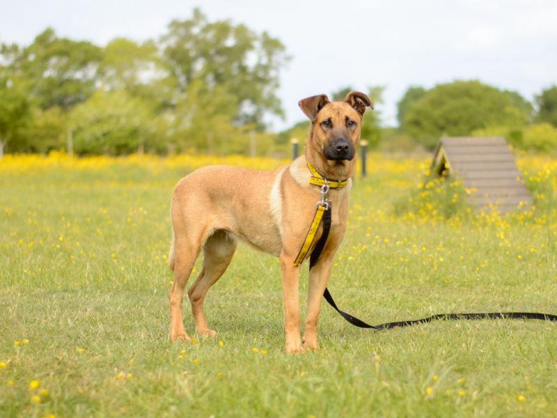 Cane Corso for adoption in Kenilworth, Warks – 3 years old - Image 4 of 4