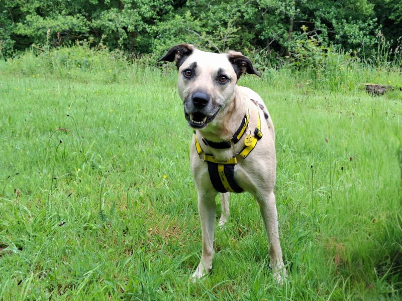 Evelyn | Crossbreed | Ilfracombe - 1