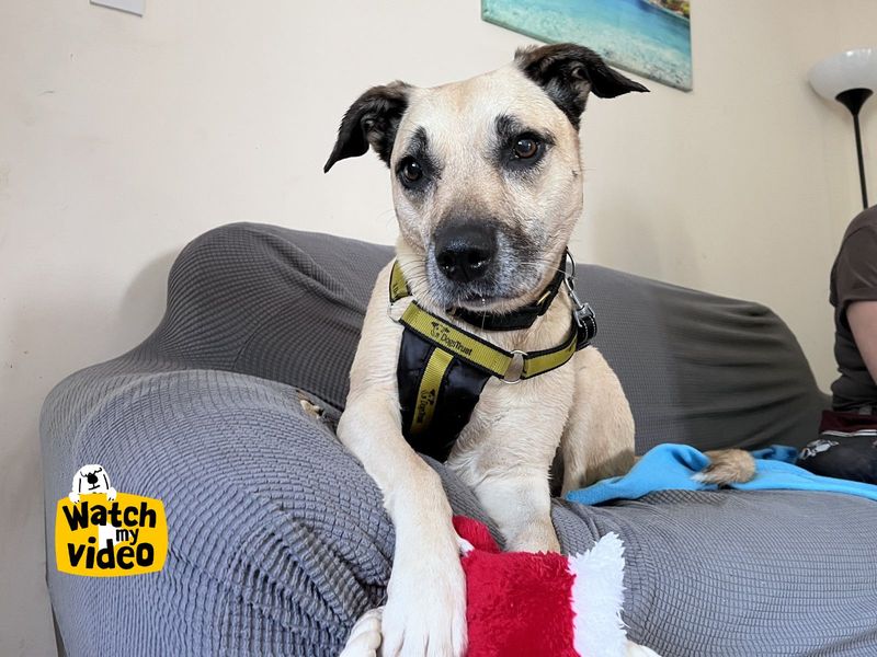 Evelyn | Crossbreed | Ilfracombe - 1