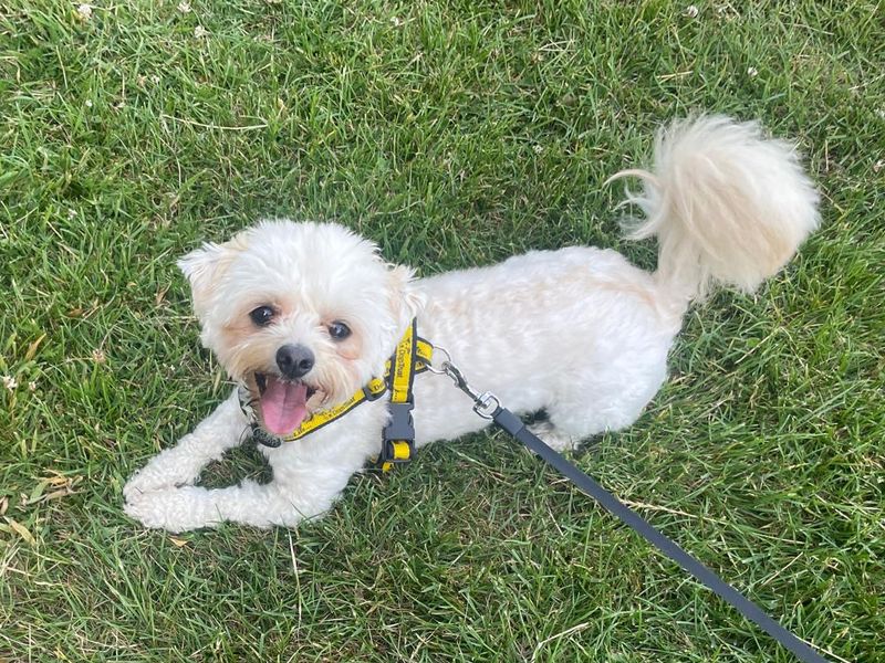 Honey | Bichon Frise Cross | Shoreham (Sussex) - 1