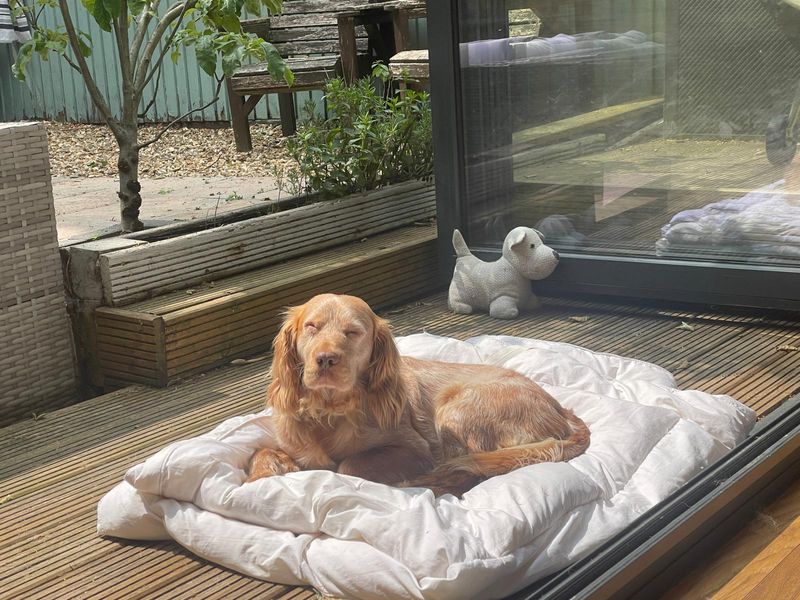 Robbie for sale in Newbury, Berks | Image 3