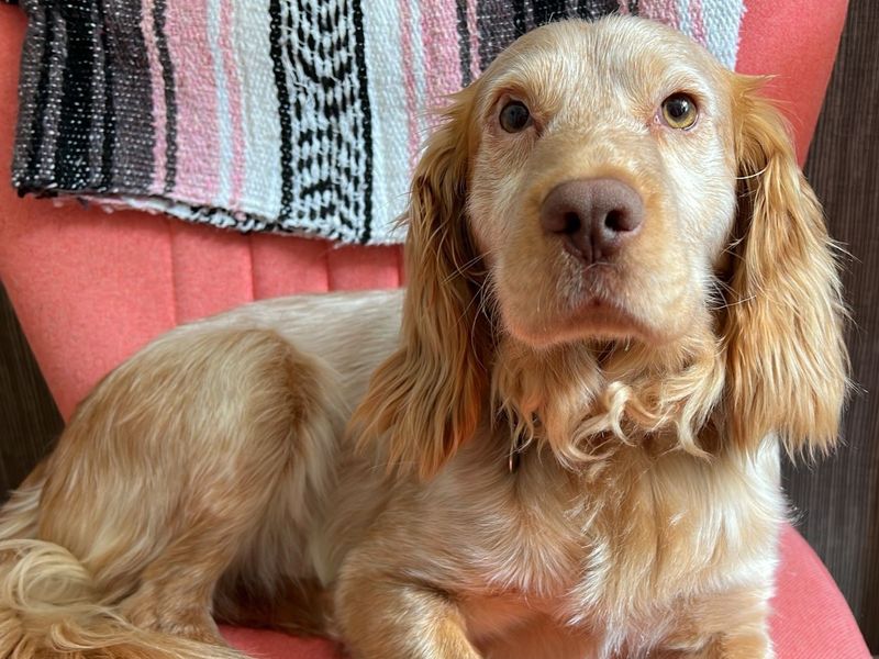 Robbie for sale in Newbury, Berks