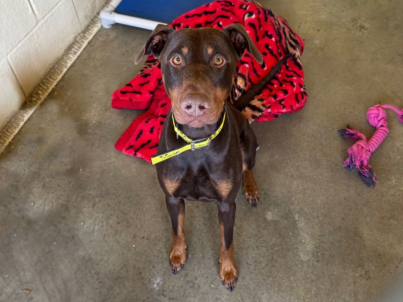 Doberman for adoption in Wickford, Essex – 3 years old - Image 2 of 3