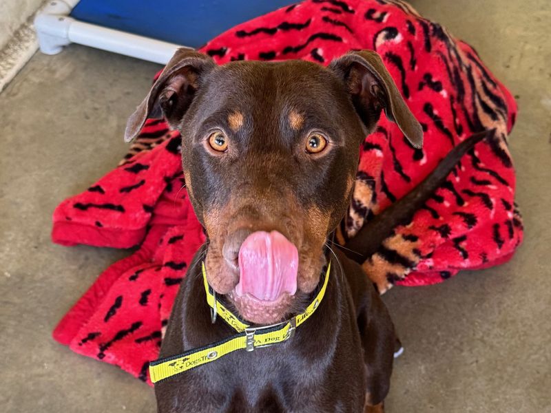 Doberman for adoption in Wickford, Essex – 3 years old - Image 3 of 3