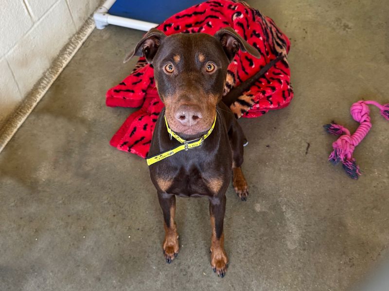 Doberman for adoption in Wickford, Essex – 3 years old
