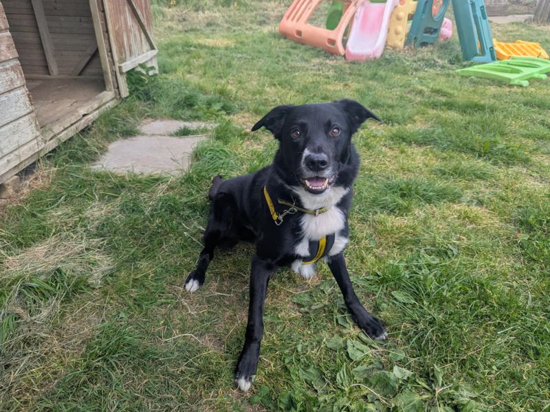 Border Collie for adoption in Mid Glamorgan, Wales – 6 years old - Image 4 of 5