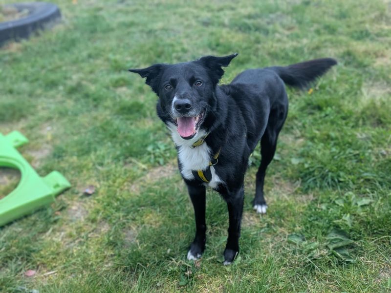 Doug | Collie (Border) Cross | Bridgend (Wales) - 1