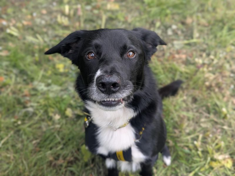Border Collie for adoption in Mid Glamorgan, Wales – 6 years old