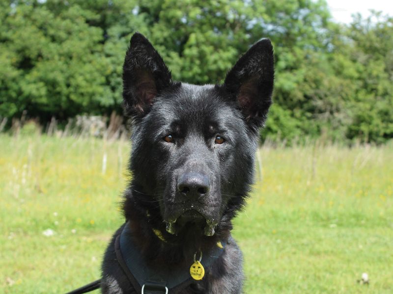 Bagheera for sale in Newbury, Berks