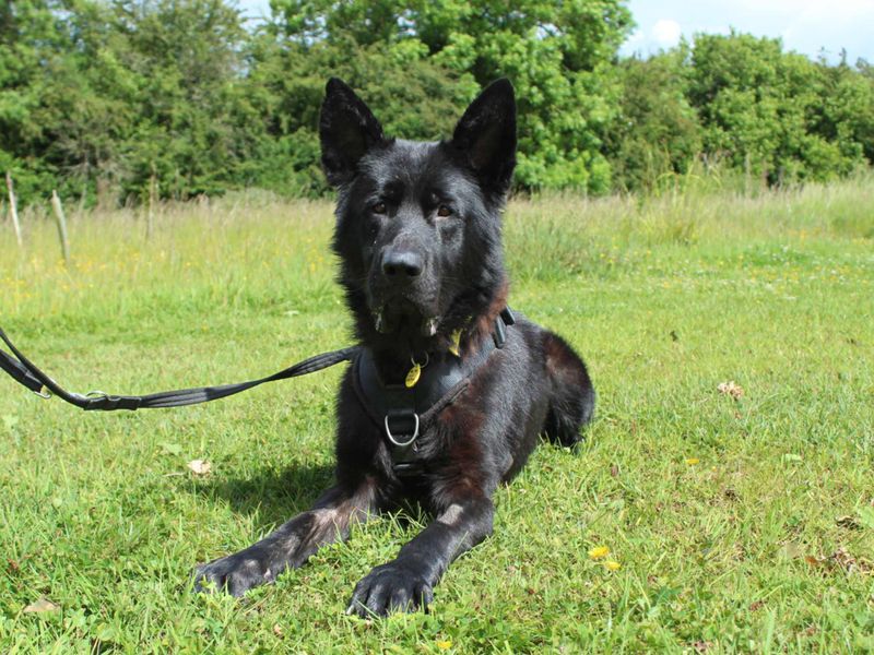Bagheera for sale in Newbury, Berks | Image 2