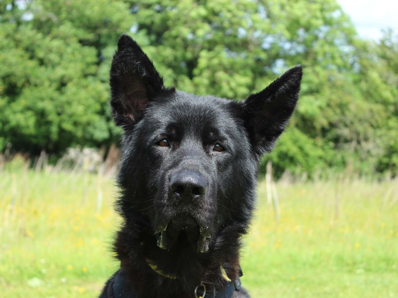 Bagheera for sale in Newbury, Berks | Image 3