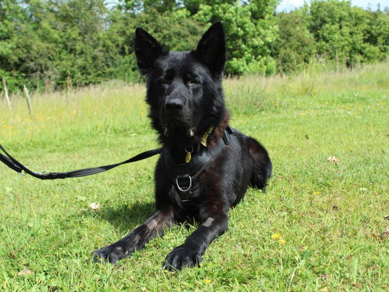 Bagheera for sale in Newbury, Berks | Image 4