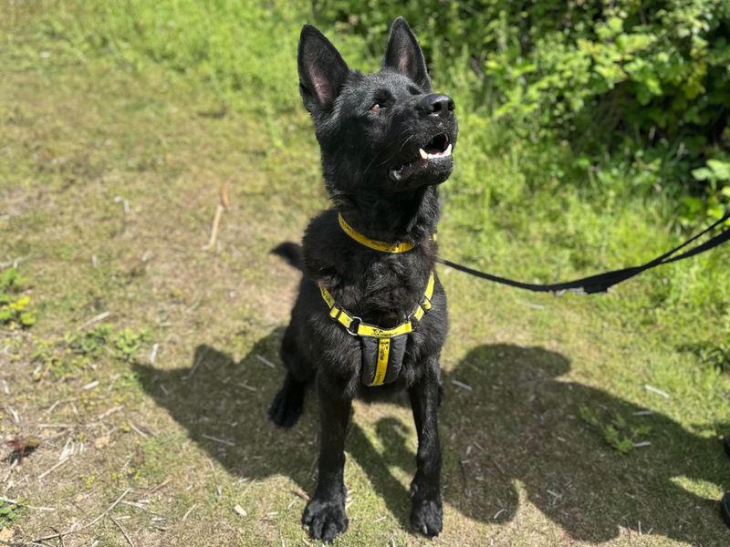Bagheera | German Shepherd Dog | Shoreham (Sussex) - 1