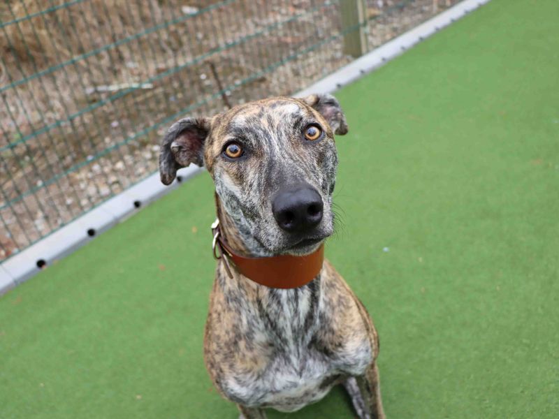 Greyhound for adoption in Sadberge, Co Durham – 4 years old - Image 2 of 3