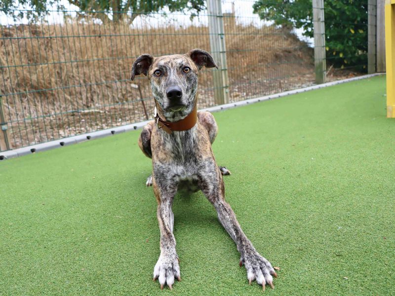 Greyhound for adoption in Sadberge, Co Durham – 4 years old