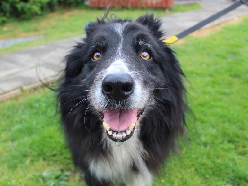 Trooper | Collie (Border) | Glasgow - 1