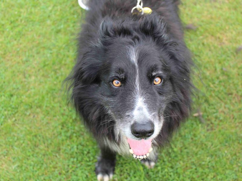 Border Collie for adoption in Glasgow, Scotland – 10 years old - Image 3 of 3