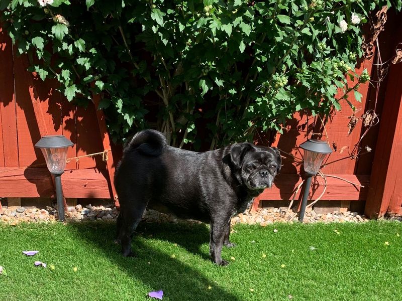 Pug for adoption in West Calder, West Lothian – 8 years old