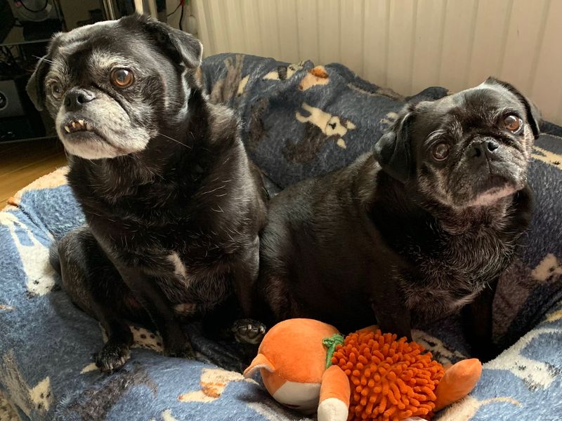 Staffordshire Bull Terrier for adoption in West Calder, West Lothian – 7 years old