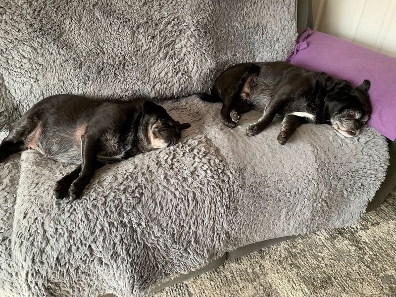 Pug for adoption in West Calder, West Lothian – 7 years old - Image 4 of 5