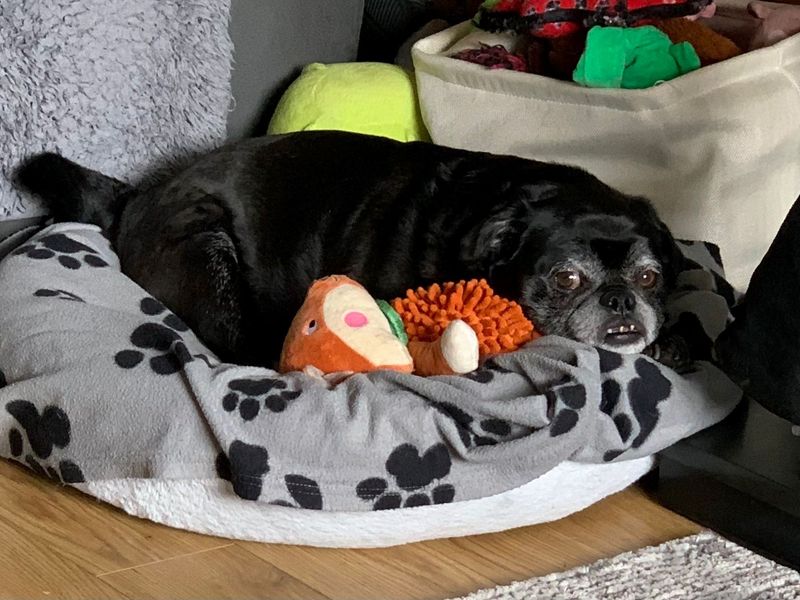 Pug for adoption in West Calder, West Lothian – 7 years old - Image 3 of 5