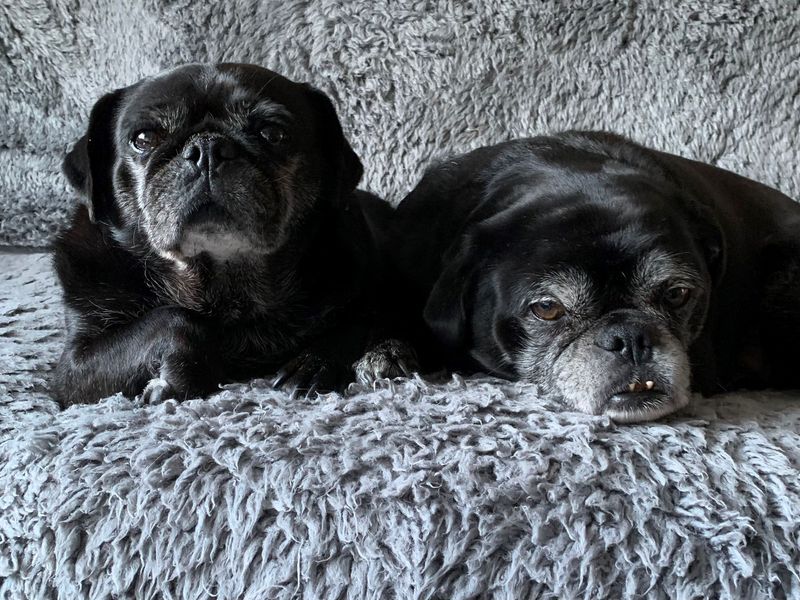 Pug for adoption in West Calder, West Lothian – 7 years old - Image 5 of 5