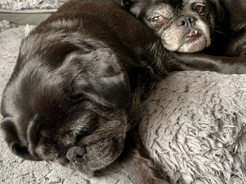 Pug for adoption in West Calder, West Lothian – 7 years old - Image 2 of 5
