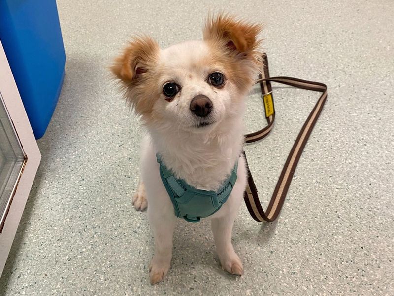 Keeper | Terrier (Jack Russell) Cross | Basildon (Essex) - 1
