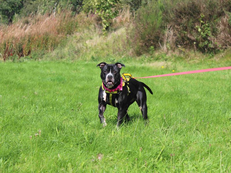Boxer for adoption in Glasgow, Scotland – 3 years old - Image 2 of 4