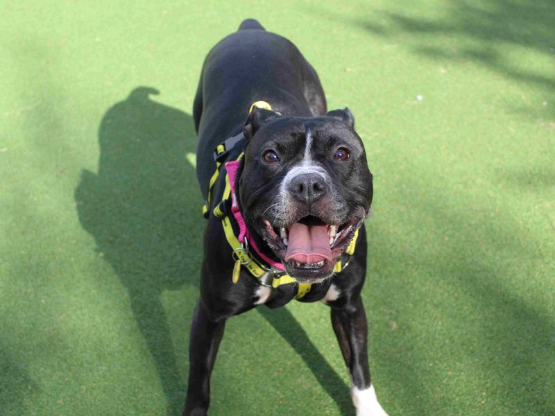 Staffordshire Bull Terrier for adoption in Glasgow, Scotland – 3 years old