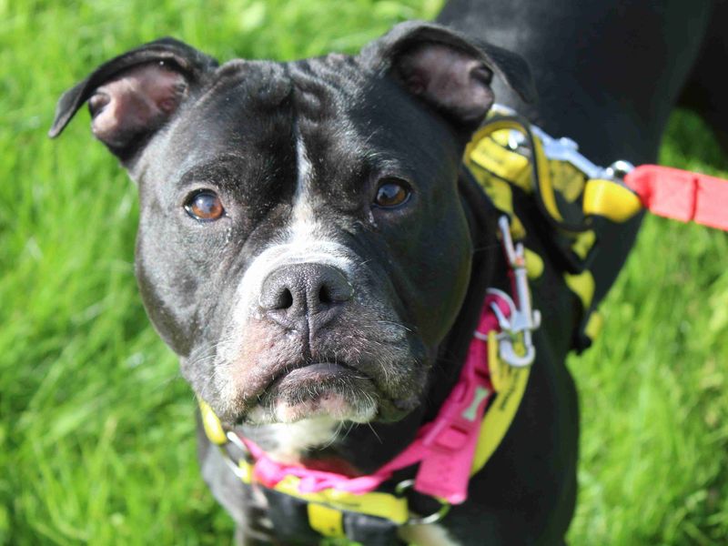 Boxer for adoption in Glasgow, Scotland – 3 years old - Image 4 of 4