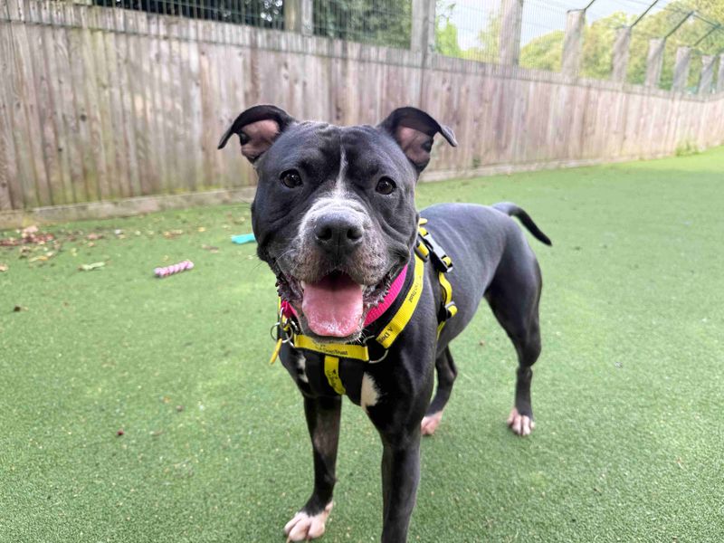 Boxer for adoption in Glasgow, Scotland – 3 years old - Image 3 of 4
