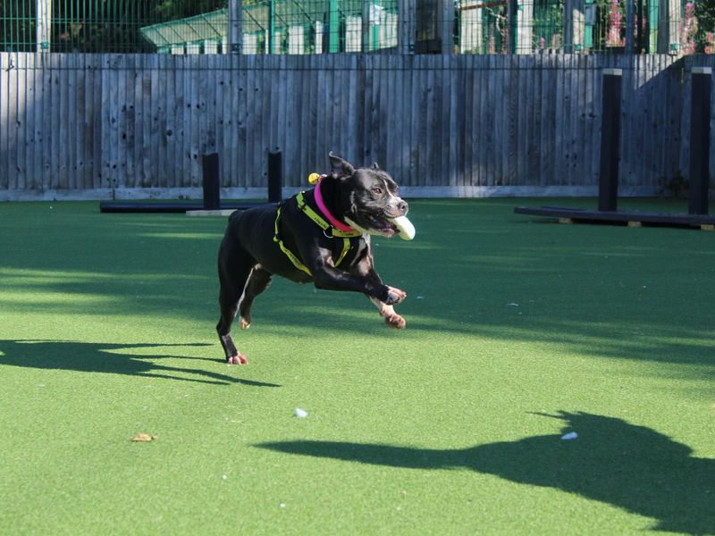 undefined | Terrier (Staffordshire Bull) Cross | undefined - 9