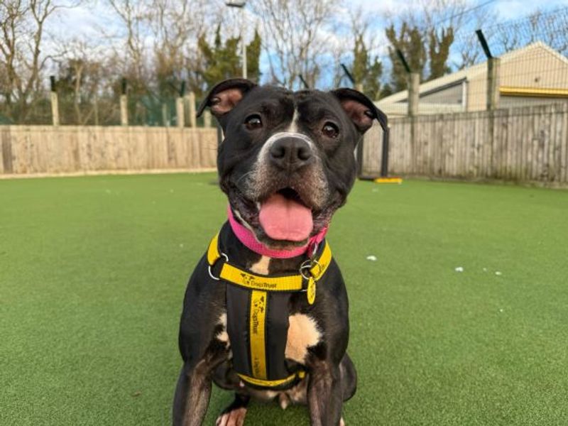 undefined | Terrier (Staffordshire Bull) Cross | undefined - 4
