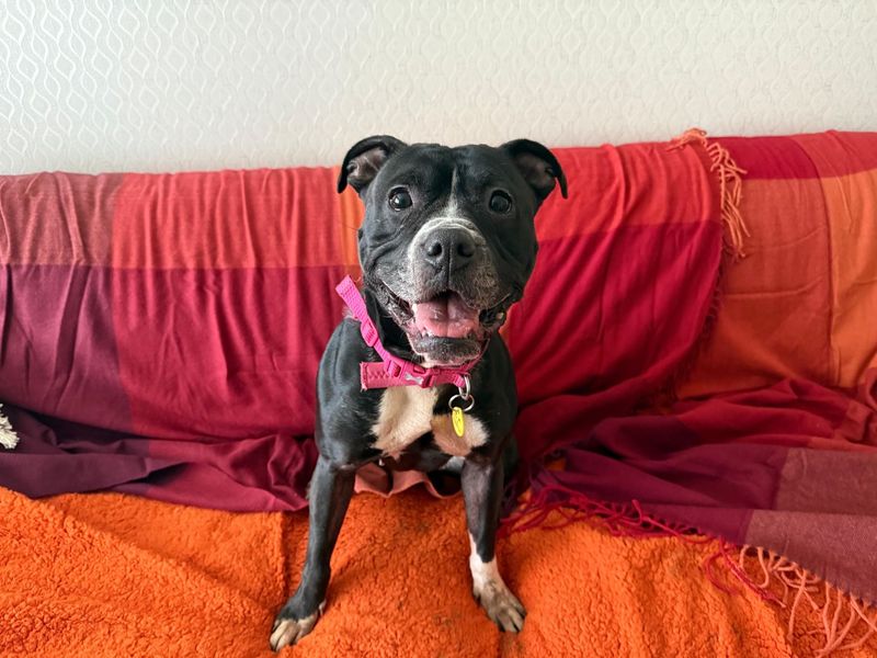 undefined | Terrier (Staffordshire Bull) Cross | undefined - 10