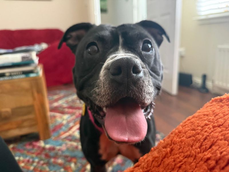 undefined | Terrier (Staffordshire Bull) Cross | undefined - 8