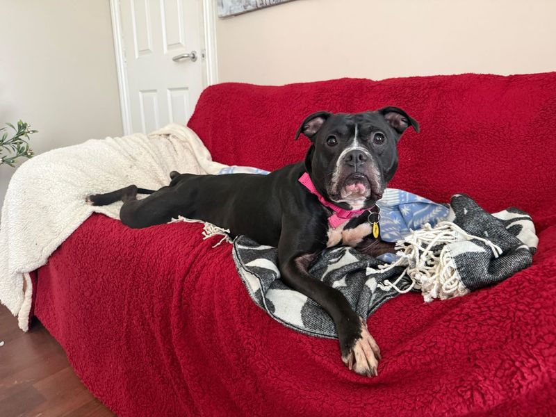 undefined | Terrier (Staffordshire Bull) Cross | undefined - 11
