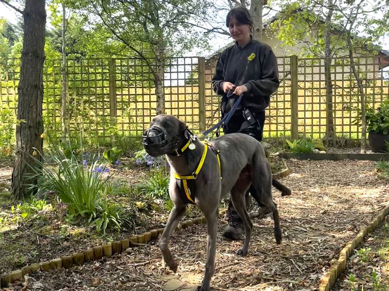 Greyhound for adoption in West Calder, West Lothian – 3 years old - Image 2 of 4
