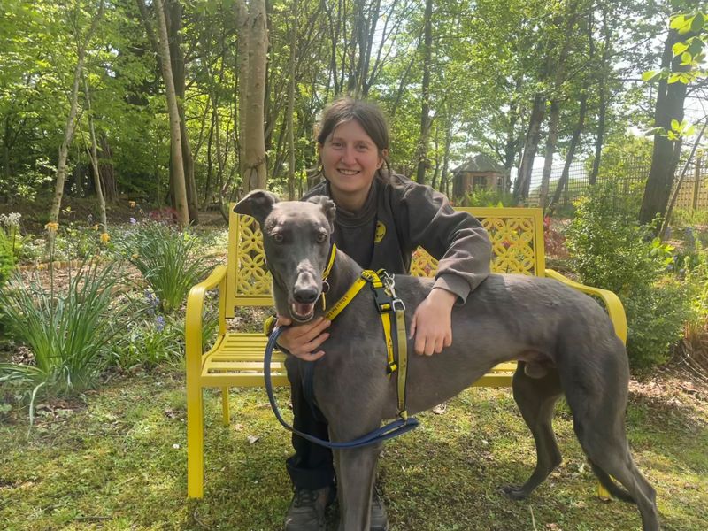 Greyhound for adoption in West Calder, West Lothian – 3 years old - Image 4 of 4