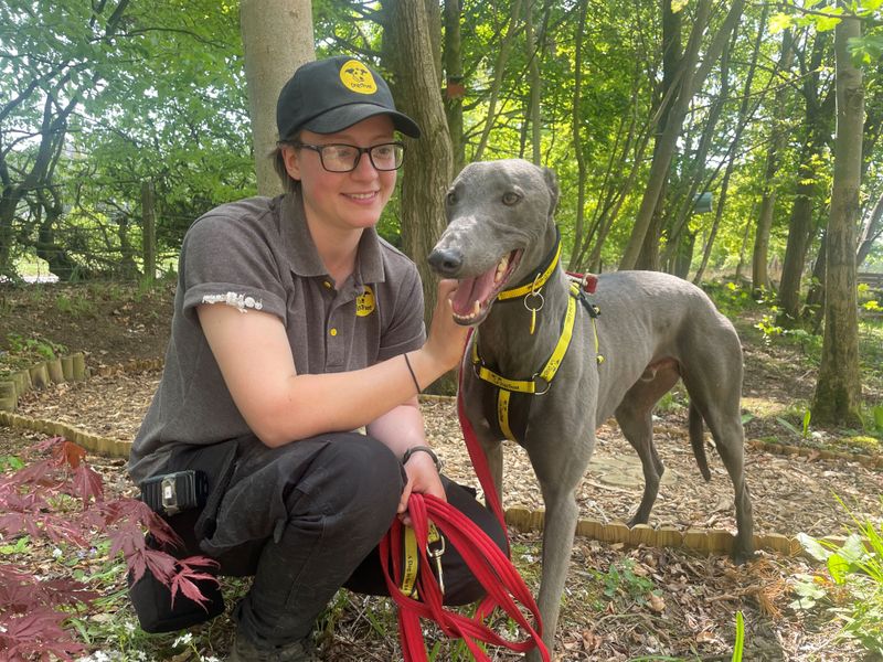 Greyhound for adoption in West Calder, West Lothian – 4 years old - Image 3 of 4