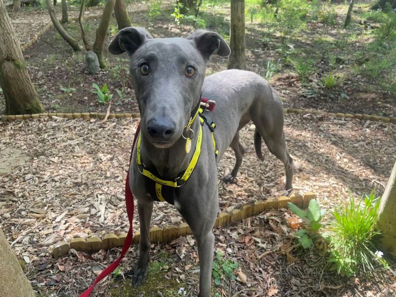 Lando Longlegs | Greyhound | West Calder (Edinburgh) - 1