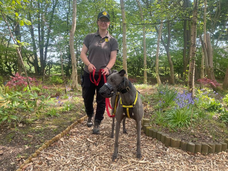 Greyhound for adoption in West Calder, West Lothian – 4 years old - Image 4 of 4