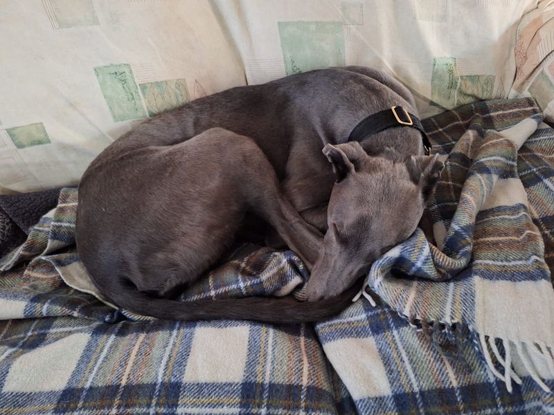 Lando Longlegs | Greyhound | West Calder (Edinburgh) - 1