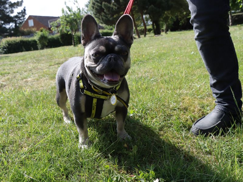French Bulldog for adoption in Evesham, Worcestershire – 2 years old