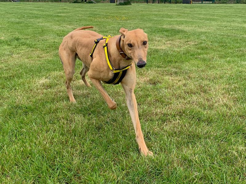 Leo for sale in Wymeswold, Leicestershire